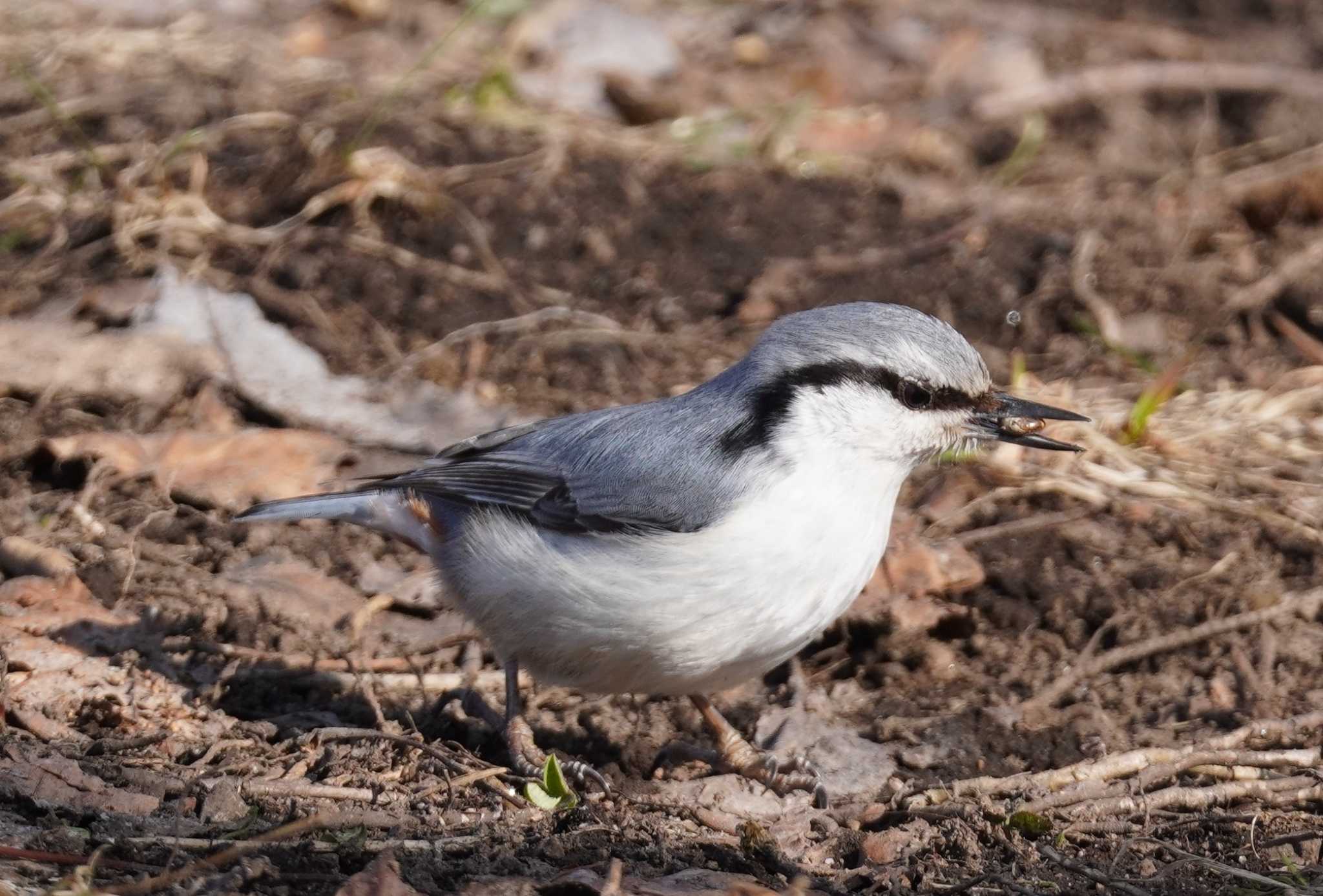 Photo of Eurasian Nuthatch(asiatica) at Makomanai Park by くまちん