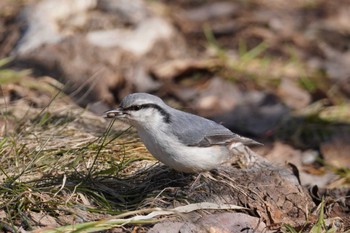 Eurasian Nuthatch(asiatica) Makomanai Park Sat, 4/6/2024