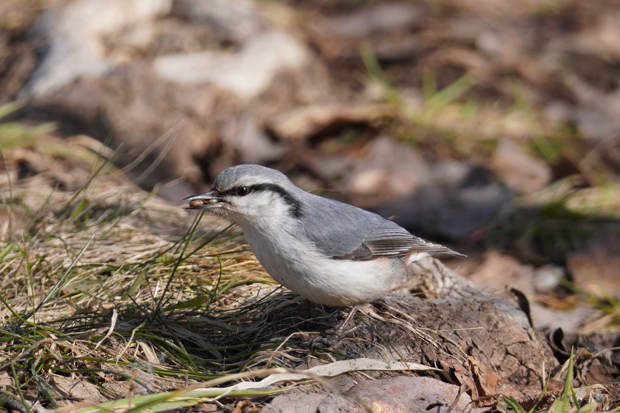 Photo of Eurasian Nuthatch(asiatica) at Makomanai Park by くまちん