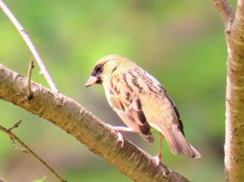 Masked Bunting 牧野ヶ池緑地 Mon, 4/15/2024