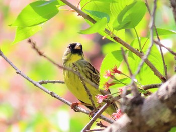 Masked Bunting 牧野ヶ池緑地 Mon, 4/15/2024