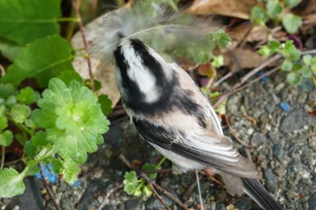 Long-tailed Tit 東京都 Wed, 4/17/2024