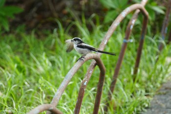 Long-tailed Tit 東京都 Wed, 4/17/2024