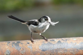 Long-tailed Tit 東京都 Wed, 4/17/2024