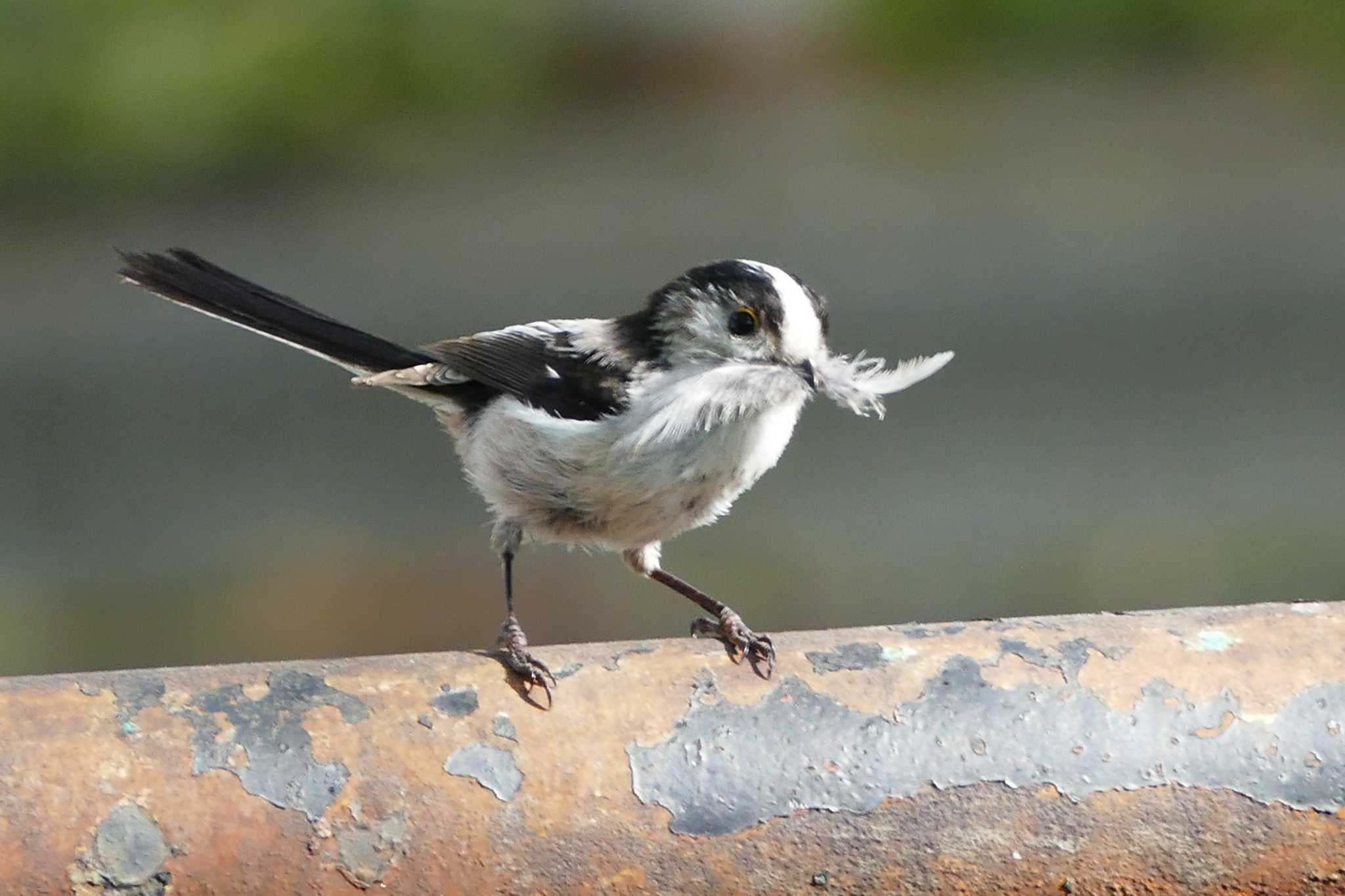 Photo of Long-tailed Tit at 東京都 by アカウント5509