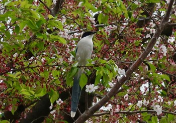 Azure-winged Magpie 船橋市 Thu, 4/18/2024