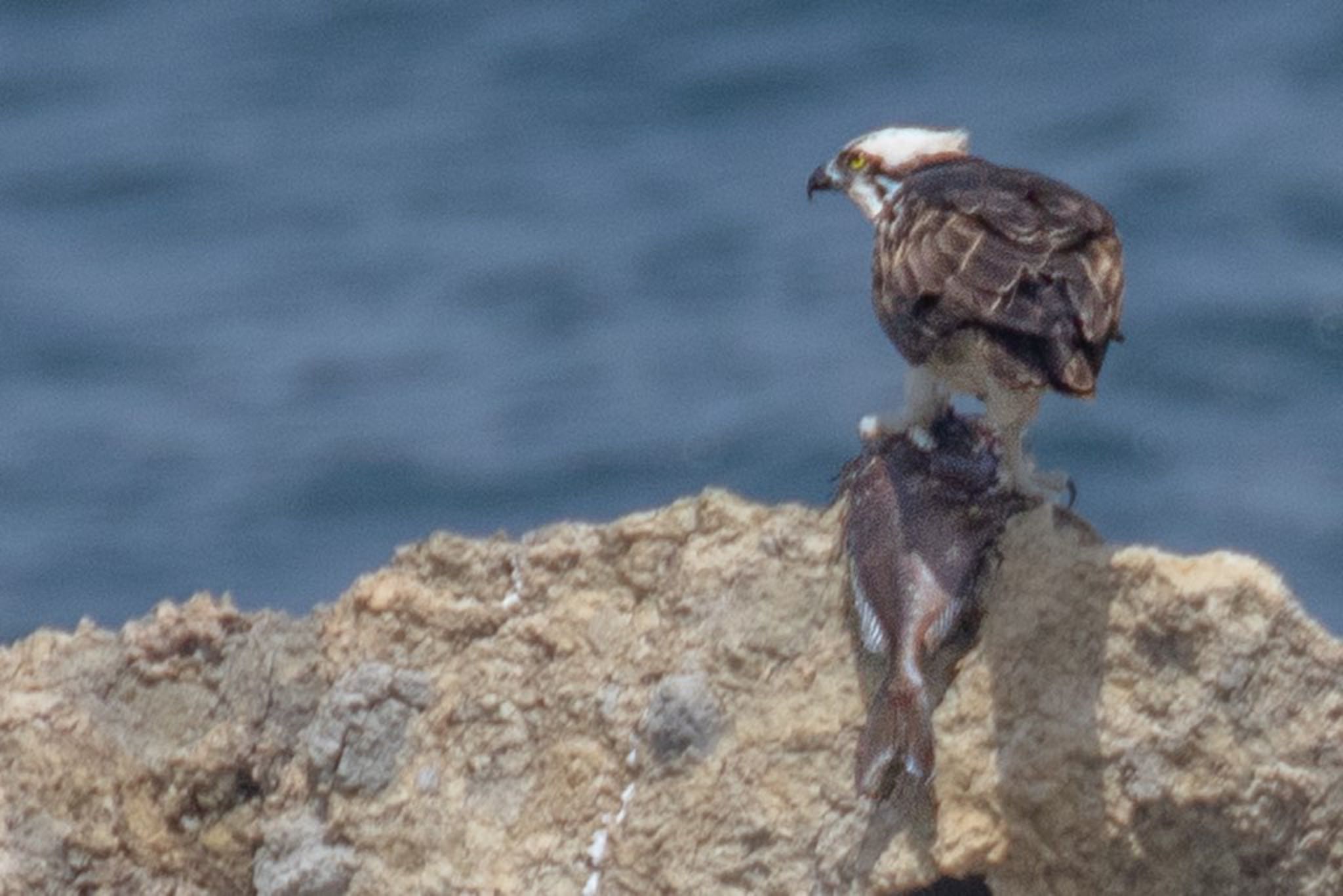 Osprey