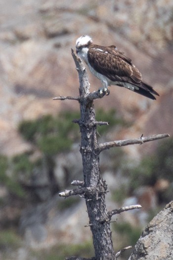 Osprey 青海島 Thu, 4/18/2024