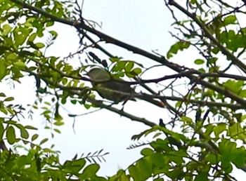 Japanese Bush Warbler 長津川ふれあい広場 Thu, 4/18/2024