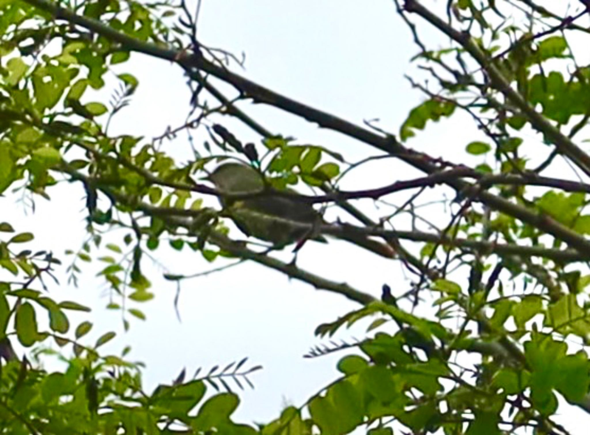 Photo of Japanese Bush Warbler at 長津川ふれあい広場 by ひこうき雲