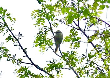 Japanese Bush Warbler 長津川ふれあい広場 Thu, 4/18/2024