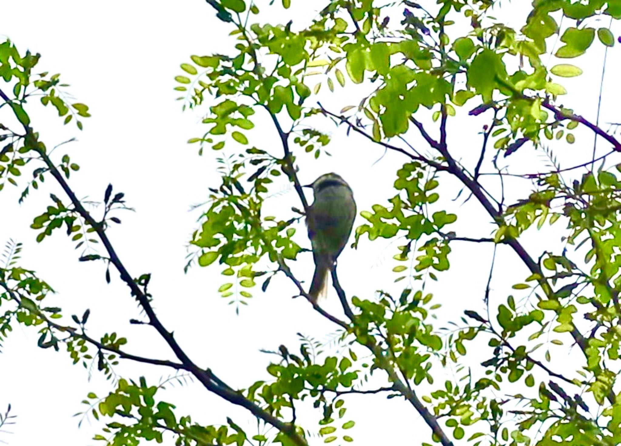 Japanese Bush Warbler