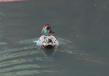 Eurasian Teal 長津川ふれあい広場 Thu, 4/18/2024