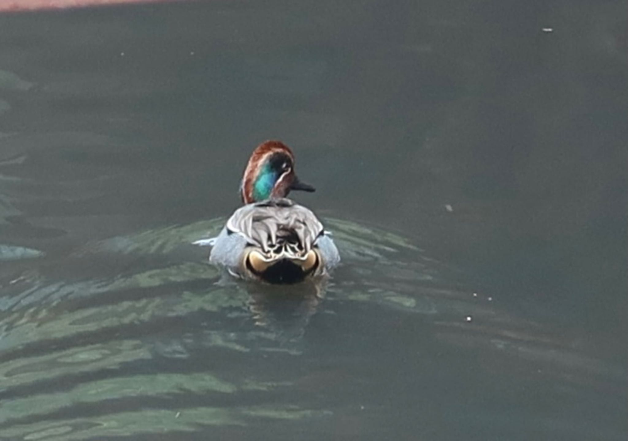 Photo of Eurasian Teal at 長津川ふれあい広場 by ひこうき雲