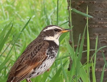 Dusky Thrush 長津川ふれあい広場 Thu, 4/18/2024