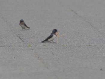 Barn Swallow 愛知県愛西市立田町 Thu, 4/18/2024