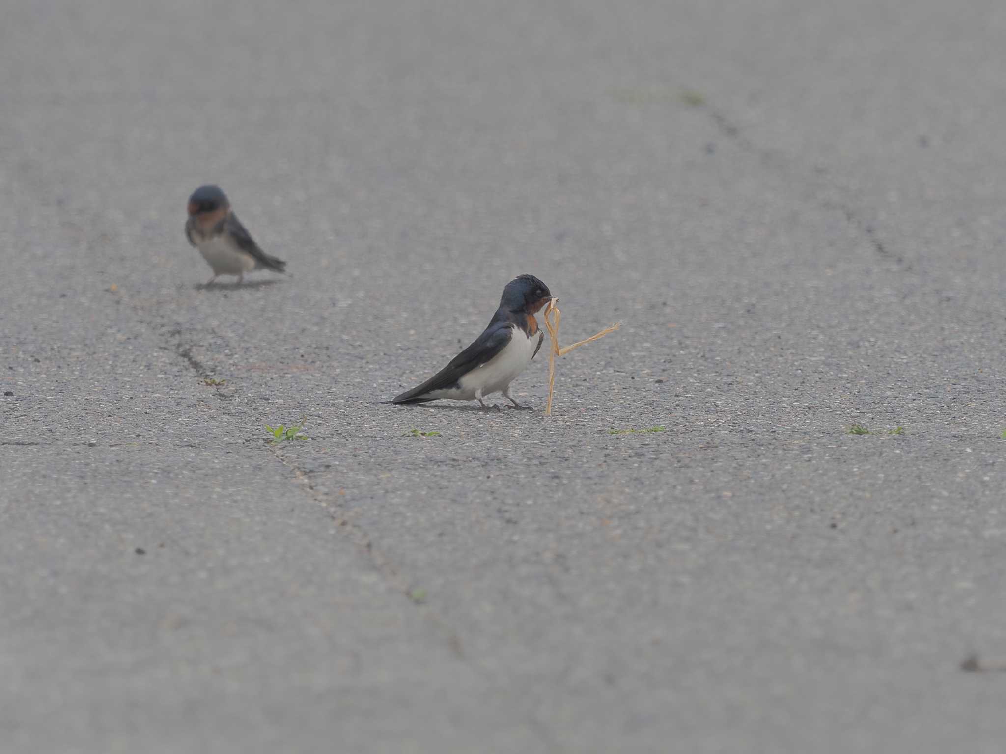 Barn Swallow