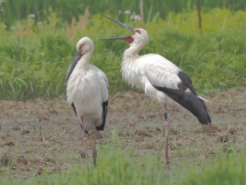 Thu, 4/18/2024 Birding report at 愛知県愛西市立田町