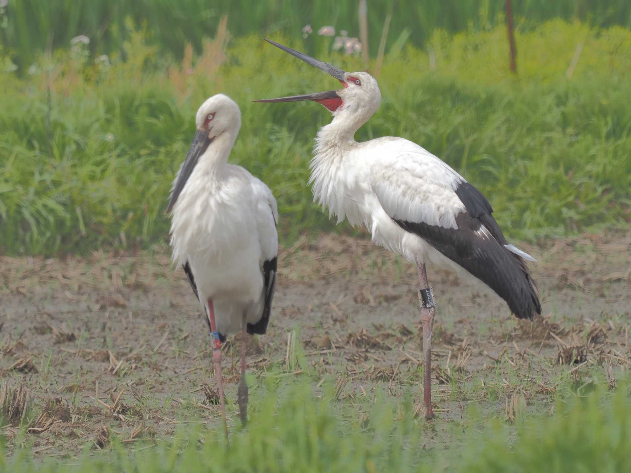 Oriental Stork