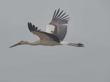 コウノトリ 愛知県愛西市立田町 2024年4月18日(木)