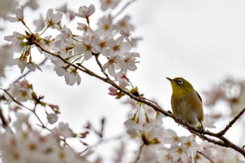 メジロ 真鶴岬 2024年4月6日(土)