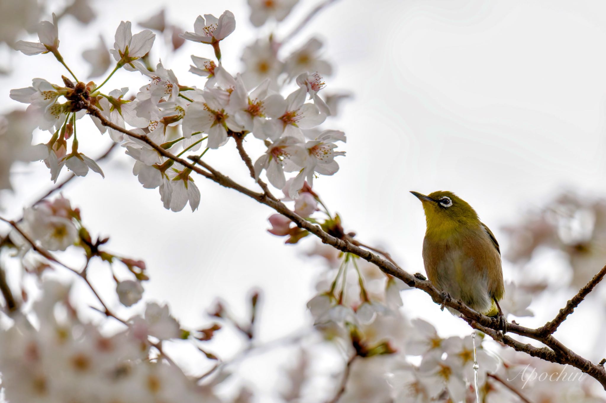 Warbling White-eye