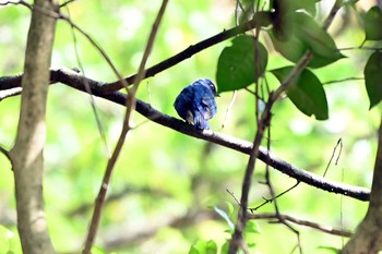 Blue-and-white Flycatcher 王滝渓谷 Wed, 4/10/2024