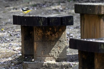 Grey Wagtail 王滝渓谷 Wed, 4/10/2024