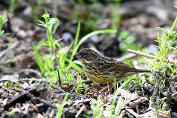 Masked Bunting 王滝渓谷 Wed, 4/10/2024