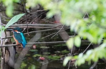 Common Kingfisher 天王寺公園(大阪市) Thu, 4/18/2024