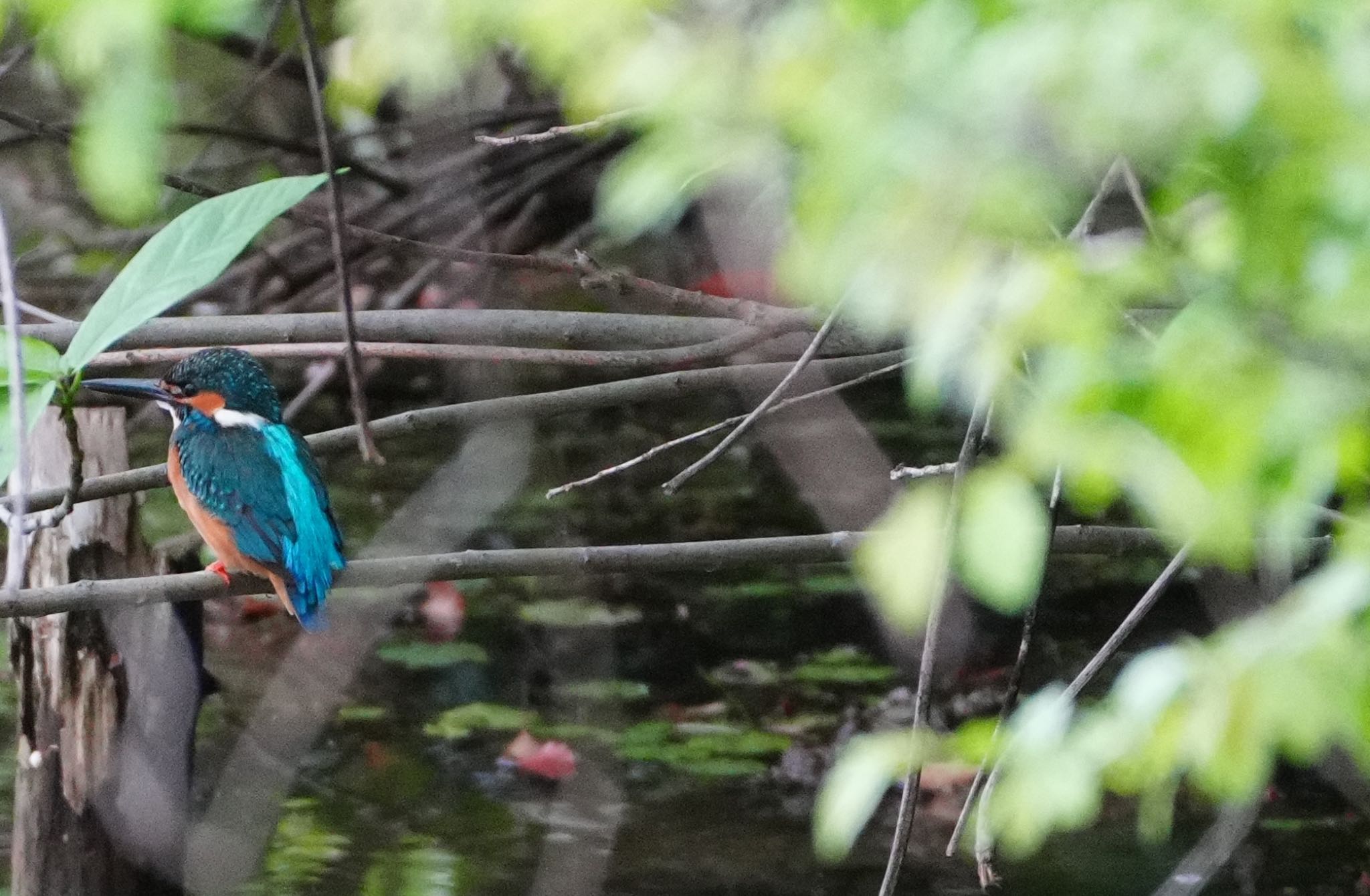 Photo of Common Kingfisher at 天王寺公園(大阪市) by アルキュオン