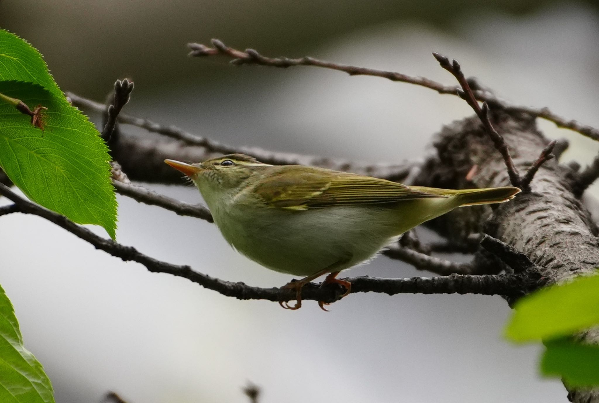 Photo of Japanese Leaf Warbler at 天王寺公園(大阪市) by アルキュオン