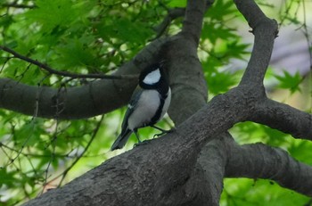 シジュウカラ 天王寺公園(大阪市) 2024年4月18日(木)