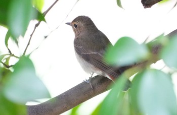 Asian Brown Flycatcher 天王寺公園(大阪市) Thu, 4/18/2024