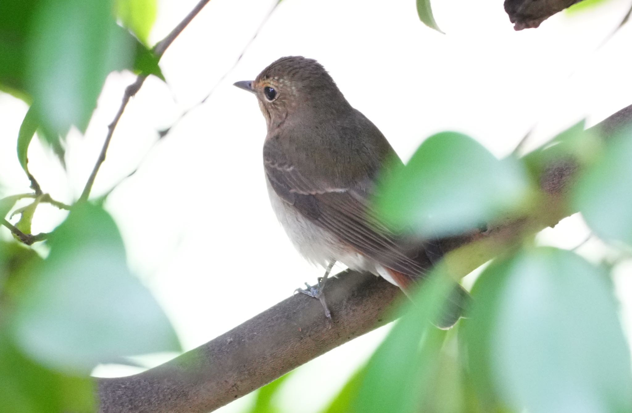 Photo of Asian Brown Flycatcher at 天王寺公園(大阪市) by アルキュオン