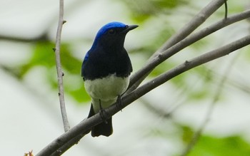 Blue-and-white Flycatcher 天王寺公園(大阪市) Thu, 4/18/2024