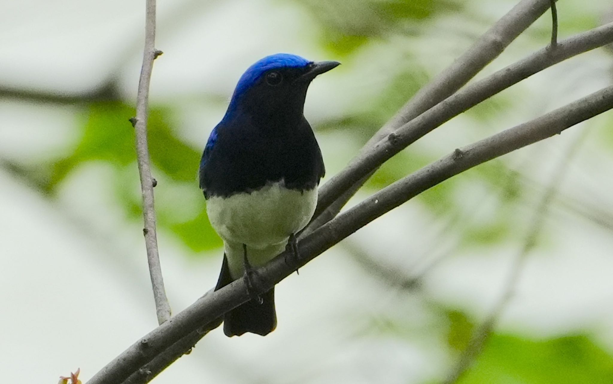 Photo of Blue-and-white Flycatcher at 天王寺公園(大阪市) by アルキュオン