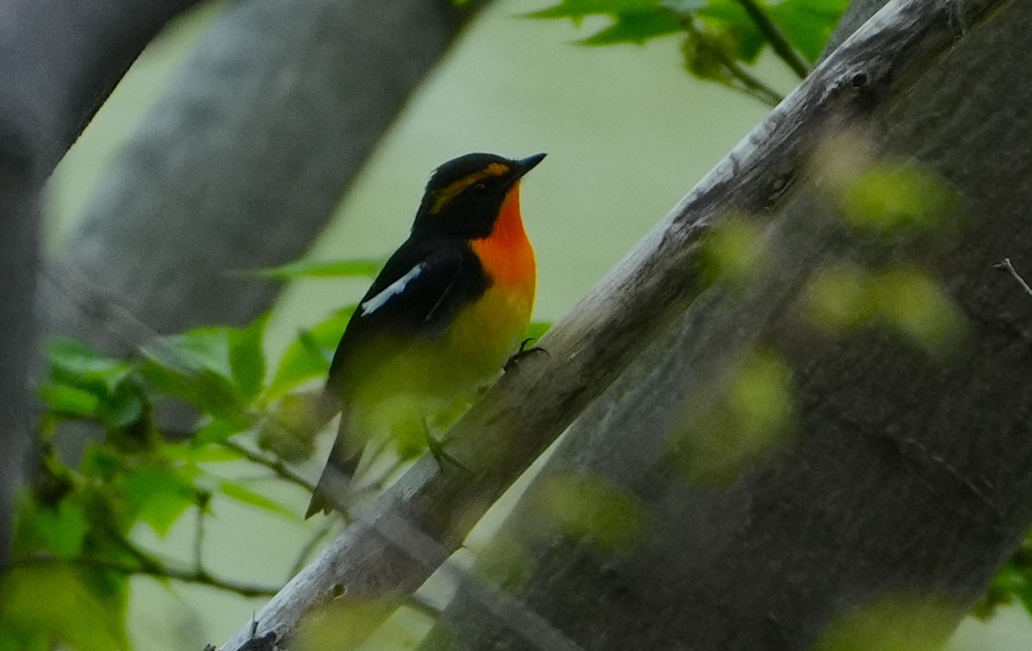 Photo of Narcissus Flycatcher at 天王寺公園(大阪市) by アルキュオン