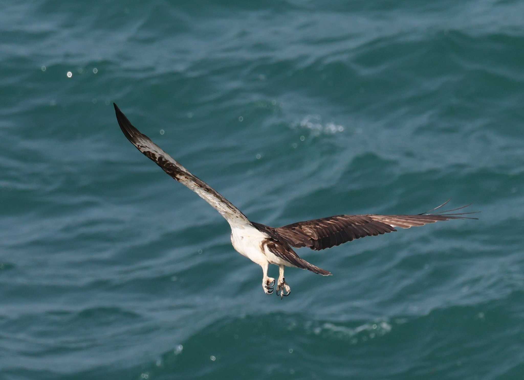 Photo of Osprey at 福岡県内 by 気ままに山歩