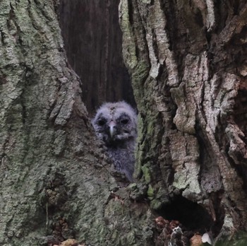 Ural Owl 福岡県内 Thu, 4/18/2024