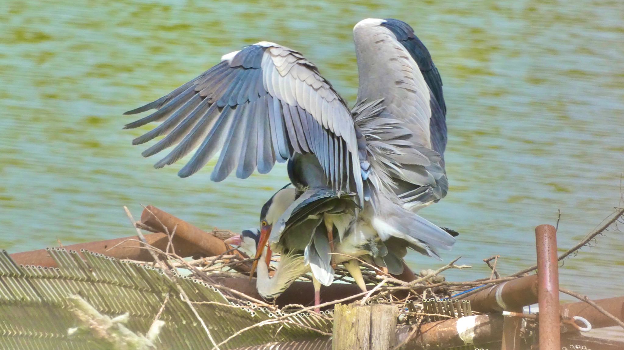 Grey Heron