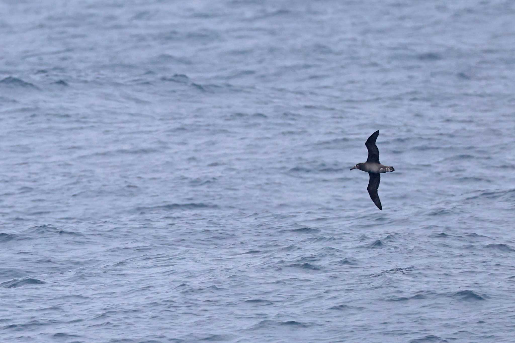 Photo of Black-footed Albatross at 八丈島航路 by bobobobo09