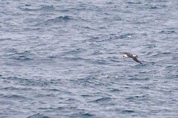 コアホウドリ 八丈島航路 2024年3月24日(日)