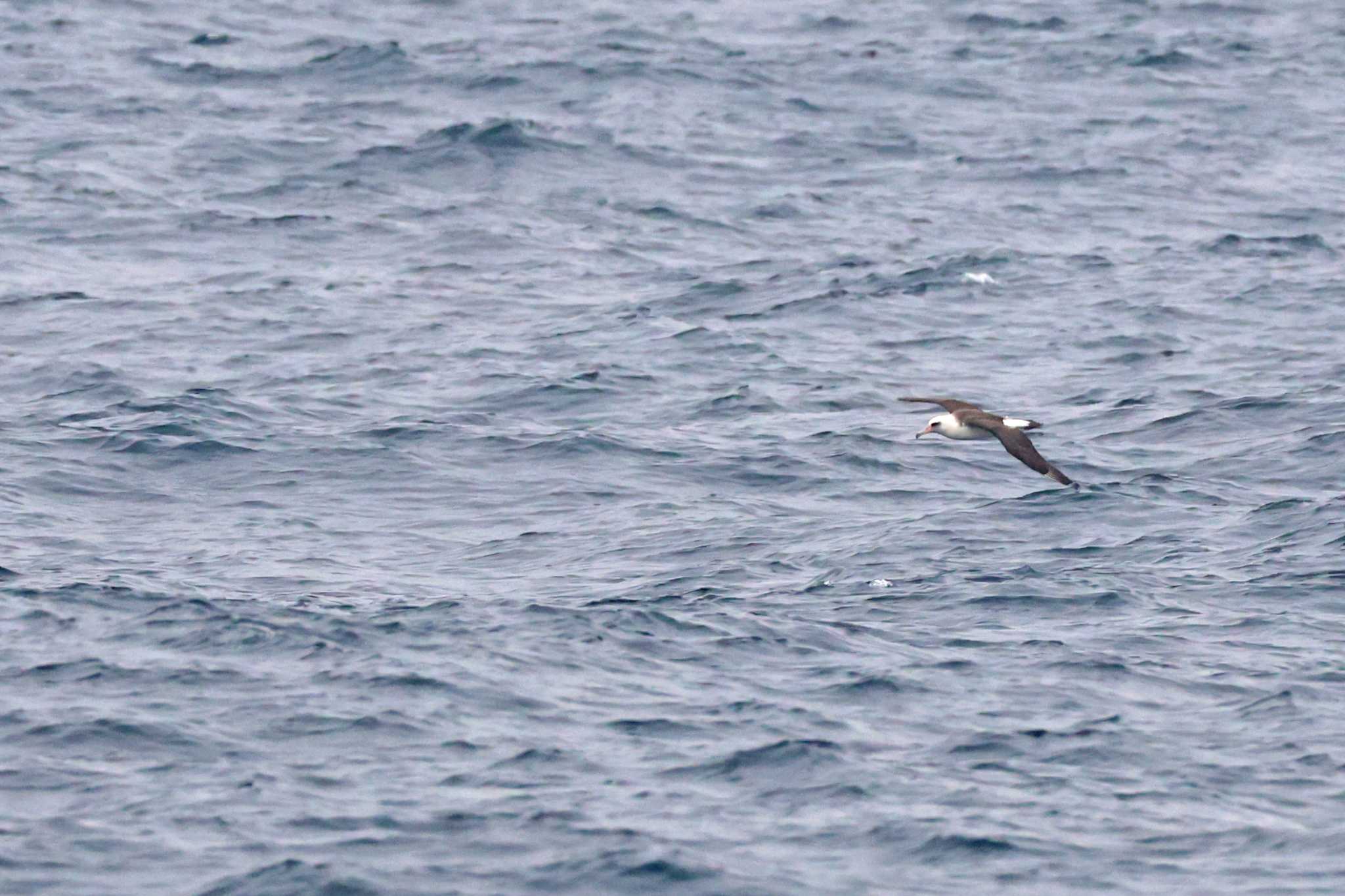 Photo of Laysan Albatross at 八丈島航路 by bobobobo09