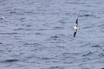 Short-tailed Albatross 八丈島航路 Sun, 3/24/2024