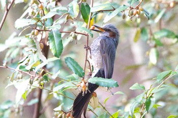 Brown-eared Bulbul 奈良 馬見丘陵公園、葛下川 Sun, 4/7/2024