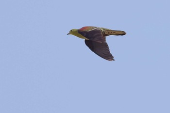 White-bellied Green Pigeon 愛知県 Sun, 4/14/2024