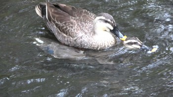 Eastern Spot-billed Duck 美しの森公園 Fri, 4/5/2024