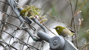 2024年4月18日(木) 長野県南佐久の野鳥観察記録