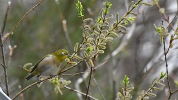 メジロ 長野県南佐久 2024年4月18日(木)